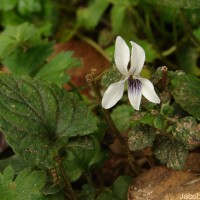 Viola pilosa Blume